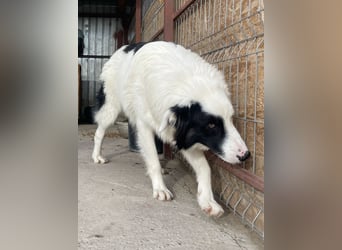 Oreo ist unsere Knutschkugel
