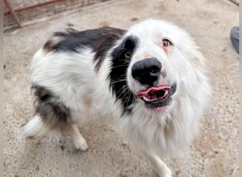 Oreo ist unsere Knutschkugel