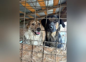 Sissi - ist ein Traum von Hund