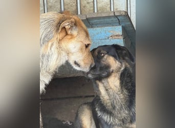 Sissi - ist ein Traum von Hund