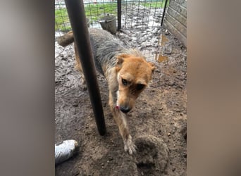 Sissi - ist ein Traum von Hund