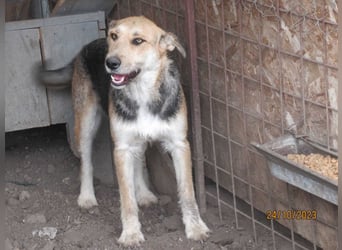 Sissi - ist ein Traum von Hund