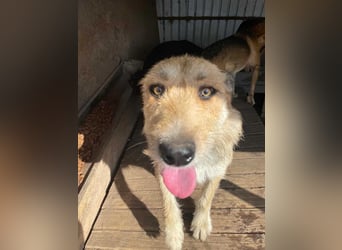 Sissi - ist ein Traum von Hund