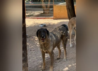  Askan, sanfter Rüde sucht Zuhause