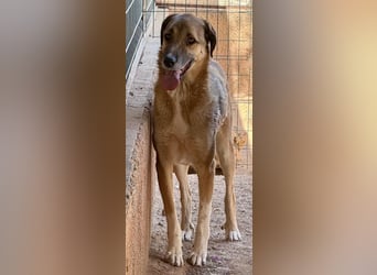 Mogli sucht ein zu Hause