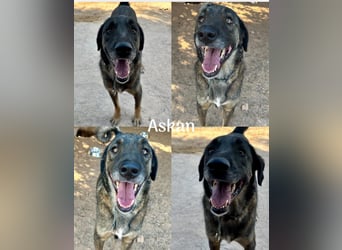  Askan, sanfter Rüde sucht Zuhause