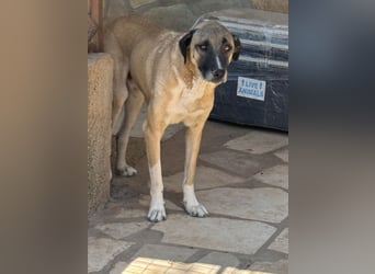 Akela - möchte endlich ankommen