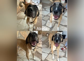 Akela - möchte endlich ankommen