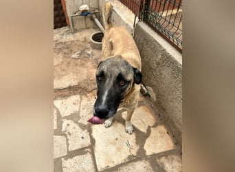 Akela - möchte endlich ankommen