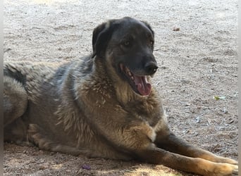  Askan, sanfter Rüde sucht Zuhause