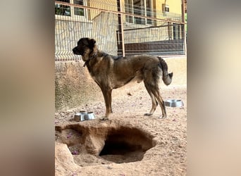  Askan, sanfter Rüde sucht Zuhause