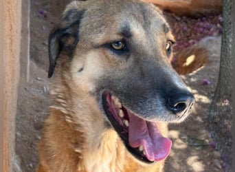 Mogli sucht ein zu Hause