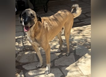 Akela - möchte endlich ankommen