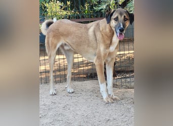 Mogli sucht ein zu Hause