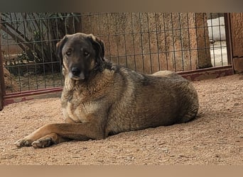  Askan, sanfter Rüde sucht Zuhause