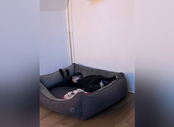 Bobby sucht sein Glück