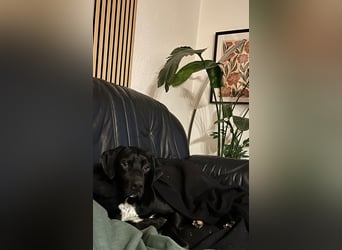 Bobby sucht sein Glück