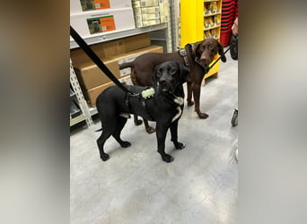 Bobby sucht sein Glück