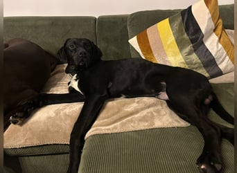 Bobby sucht sein Glück