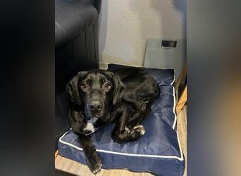 Bobby sucht sein Glück