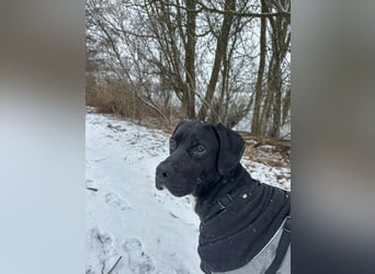 Bobby sucht sein Glück