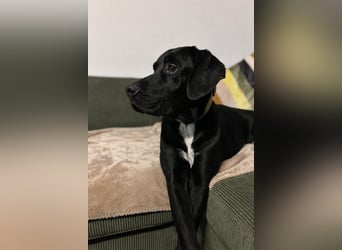 Bobby sucht sein Glück