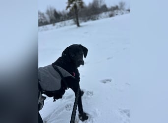 Bobby sucht sein Glück