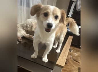 Polly - hübsche Hündin sucht Körbchen