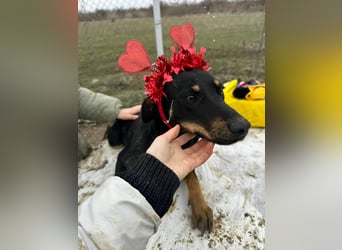 Merle, zarte Schönheit sucht Körbchen