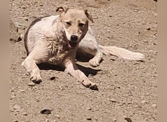 Darcy - seit vier Jahren wartet sie auf ihr Glück