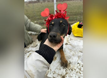 Merle, zarte Schönheit sucht Körbchen
