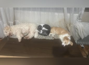Polly - hübsche Hündin sucht Körbchen