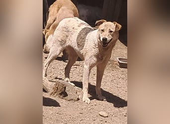 Darcy - seit vier Jahren wartet sie auf ihr Glück
