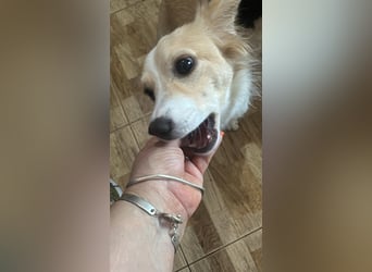 Polly - hübsche Hündin sucht Körbchen