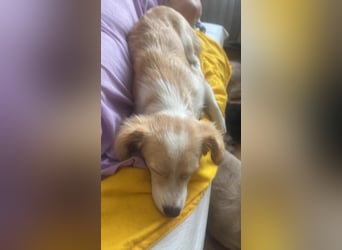 Polly - hübsche Hündin sucht Körbchen