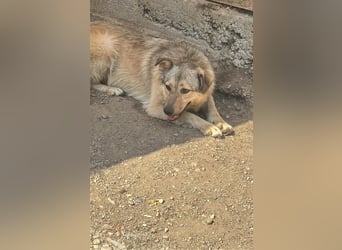 Donna - seit vier Jahren wartet sie auf ihr Glück