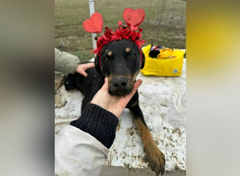 Merle, zarte Schönheit sucht Körbchen