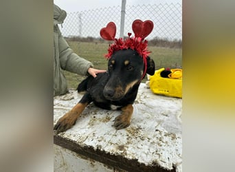 Merle, zarte Schönheit sucht Körbchen
