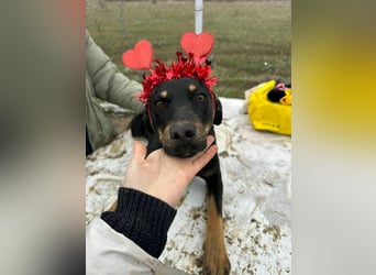 Merle, zarte Schönheit sucht Körbchen