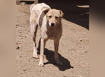 Darcy - seit vier Jahren wartet sie auf ihr Glück
