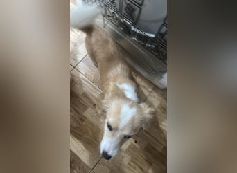 Polly - hübsche Hündin sucht Körbchen
