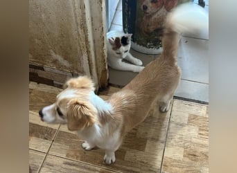 Polly - hübsche Hündin sucht Körbchen