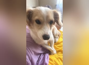 Polly - hübsche Hündin sucht Körbchen