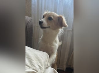 Polly - hübsche Hündin sucht Körbchen
