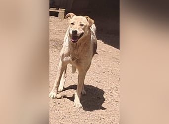 Darcy - seit vier Jahren wartet sie auf ihr Glück