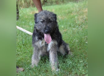 Sissi - viel Fell und Fröhlichkeit