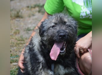 Sissi - viel Fell und Fröhlichkeit