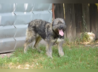 Sissi - viel Fell und Fröhlichkeit