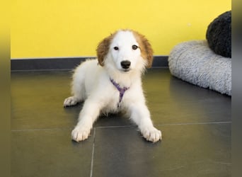 Aleika unsere kleine Schönheit..