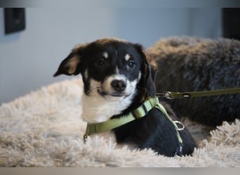 Calisto sucht sein Glück...